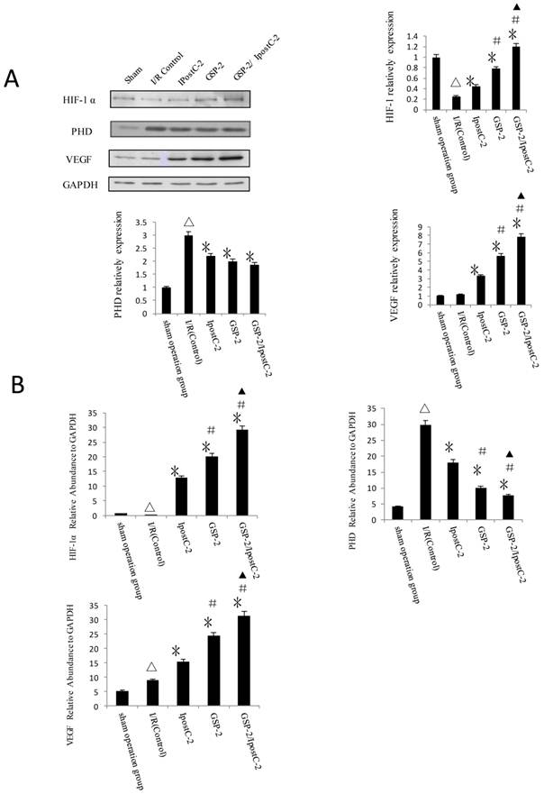 Int J Biol Sci Image