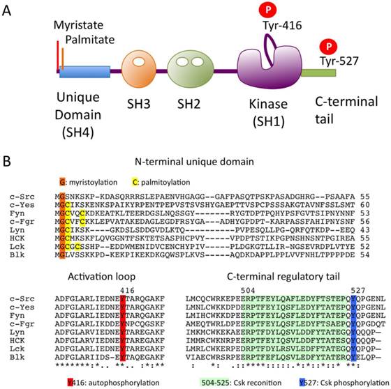 Int J Biol Sci Image