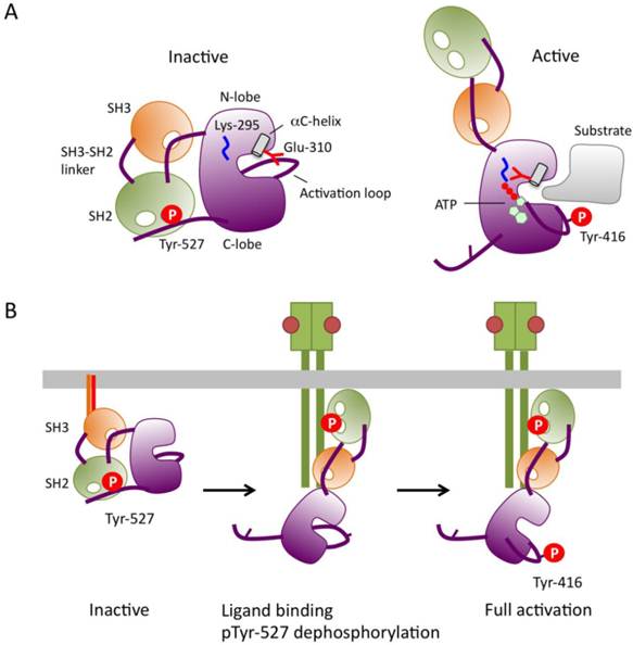 Int J Biol Sci Image