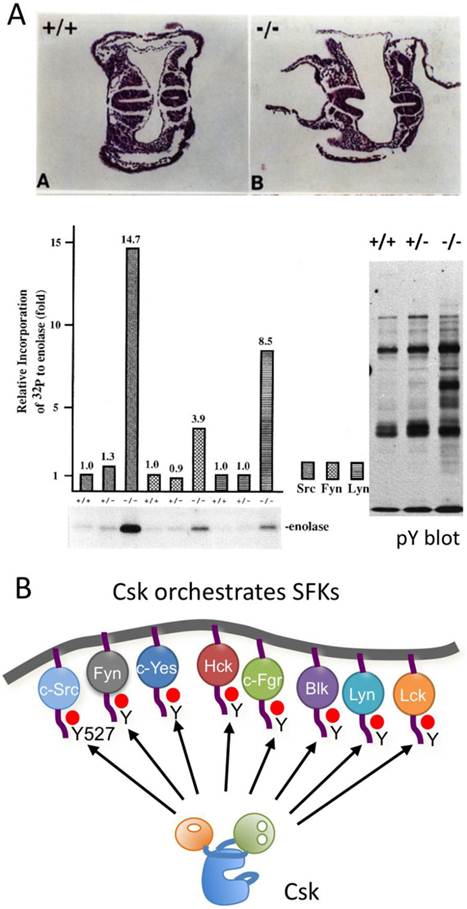 Int J Biol Sci Image