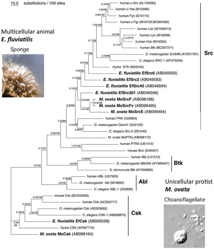 Int J Biol Sci Image