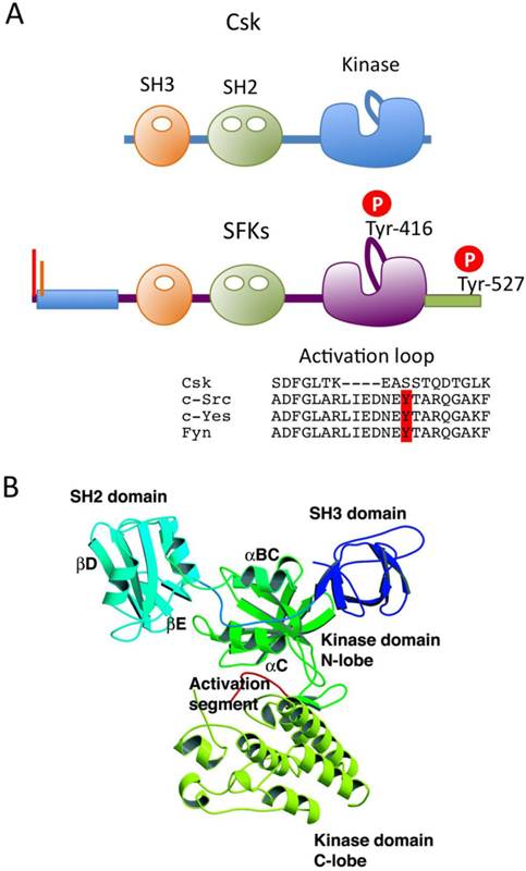 Int J Biol Sci Image