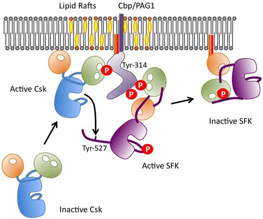 Int J Biol Sci Image