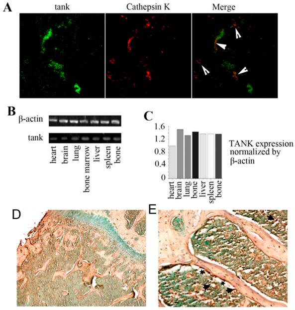 Int J Biol Sci Image