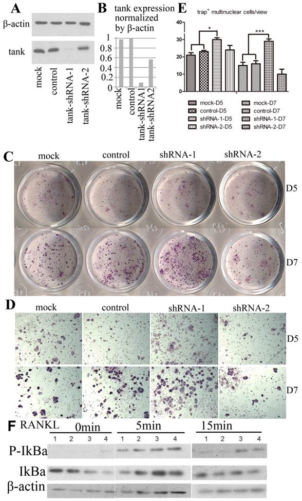 Int J Biol Sci Image