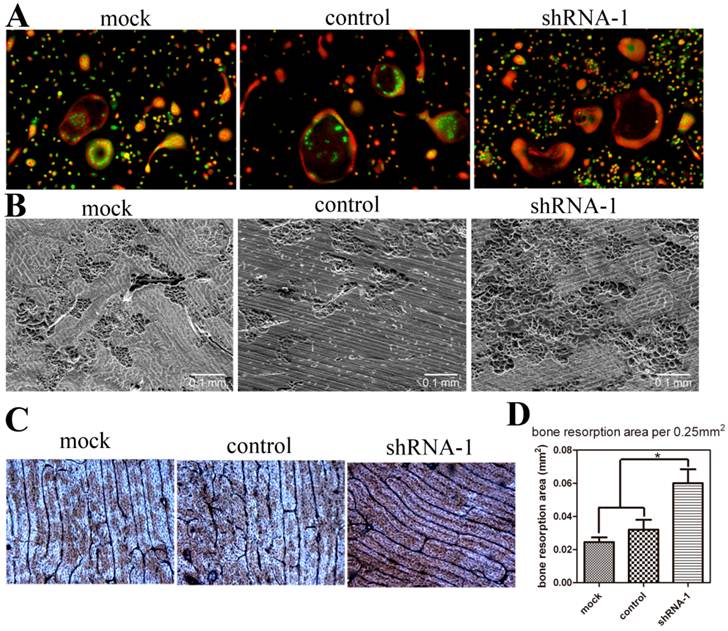 Int J Biol Sci Image