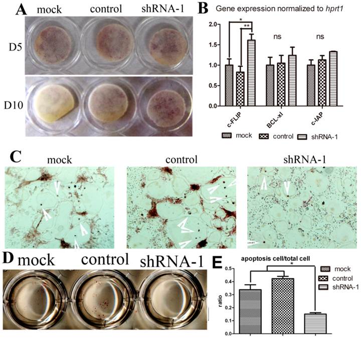 Int J Biol Sci Image