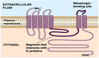 Int J Biol Sci Image