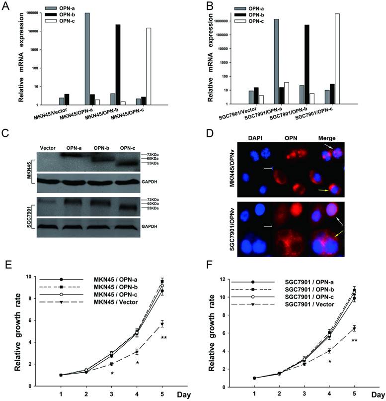 Int J Biol Sci Image