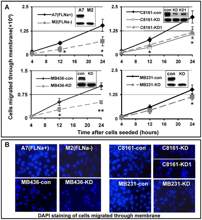 Int J Biol Sci Image