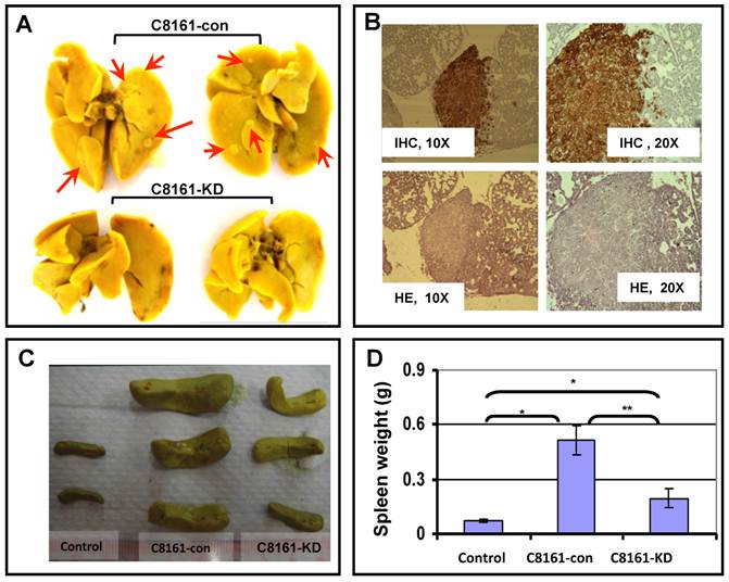 Int J Biol Sci Image