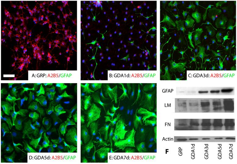 Int J Biol Sci Image