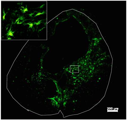 Int J Biol Sci Image