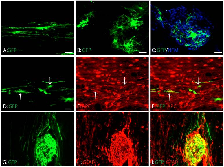 Int J Biol Sci Image