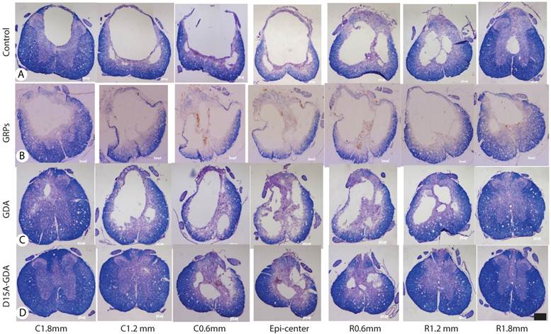 Int J Biol Sci Image