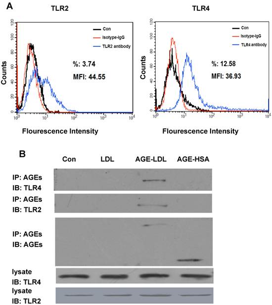 Int J Biol Sci Image