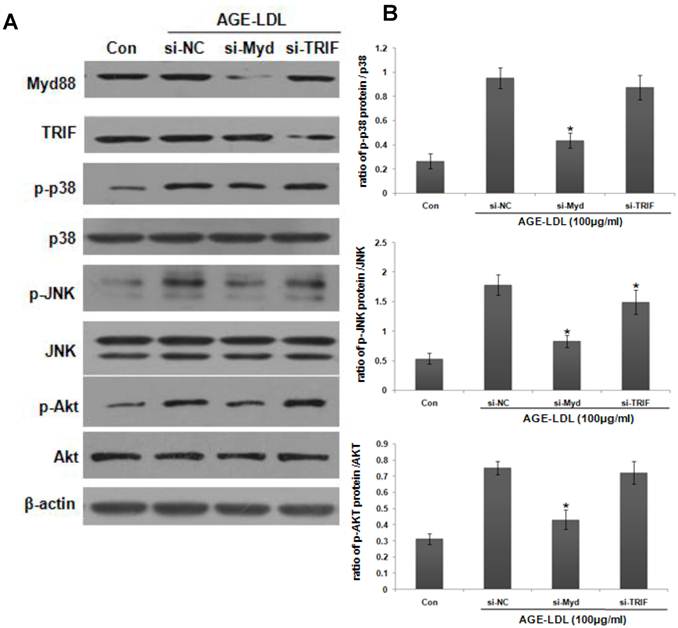 Int J Biol Sci Image