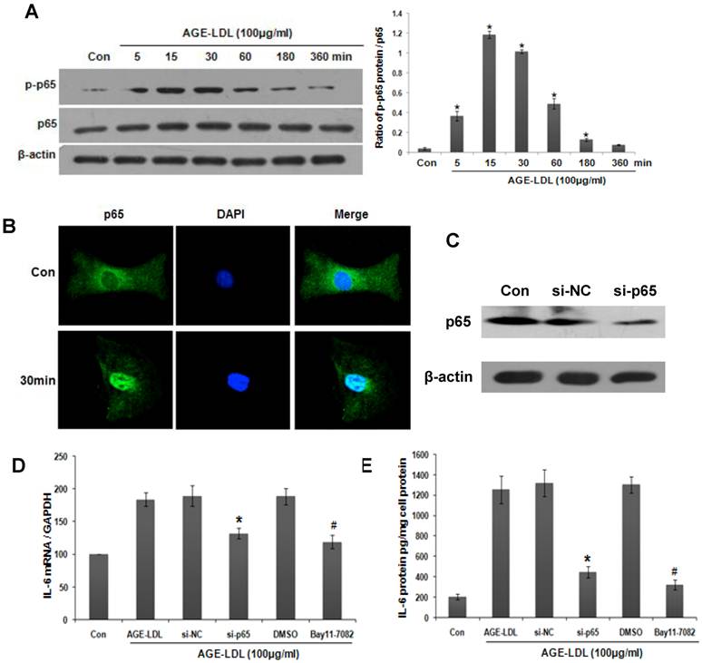 Int J Biol Sci Image