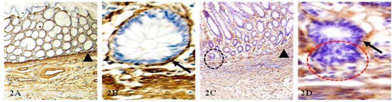 Int J Biol Sci Image