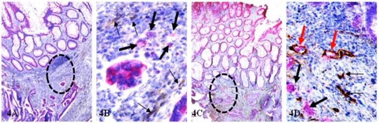 Int J Biol Sci Image