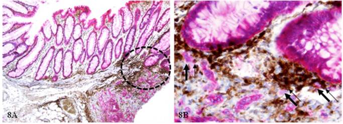 Int J Biol Sci Image