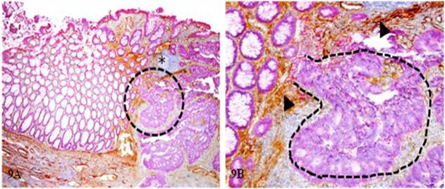 Int J Biol Sci Image