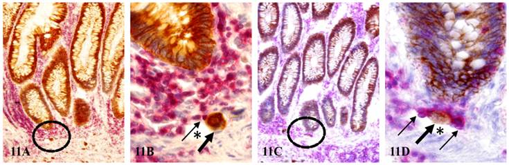 Int J Biol Sci Image