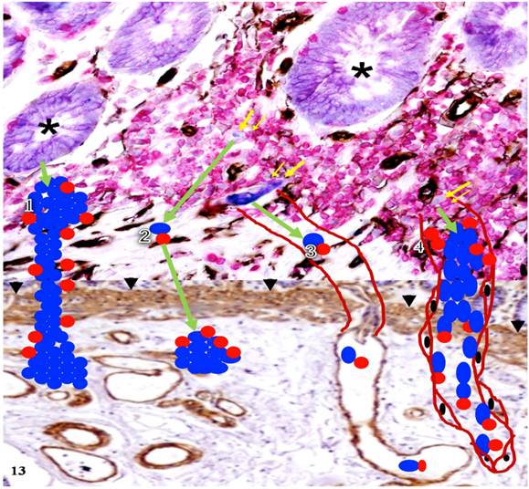 Int J Biol Sci Image