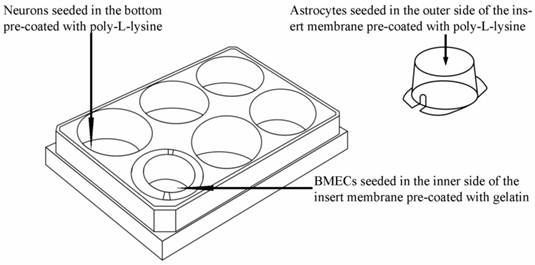 Int J Biol Sci Image