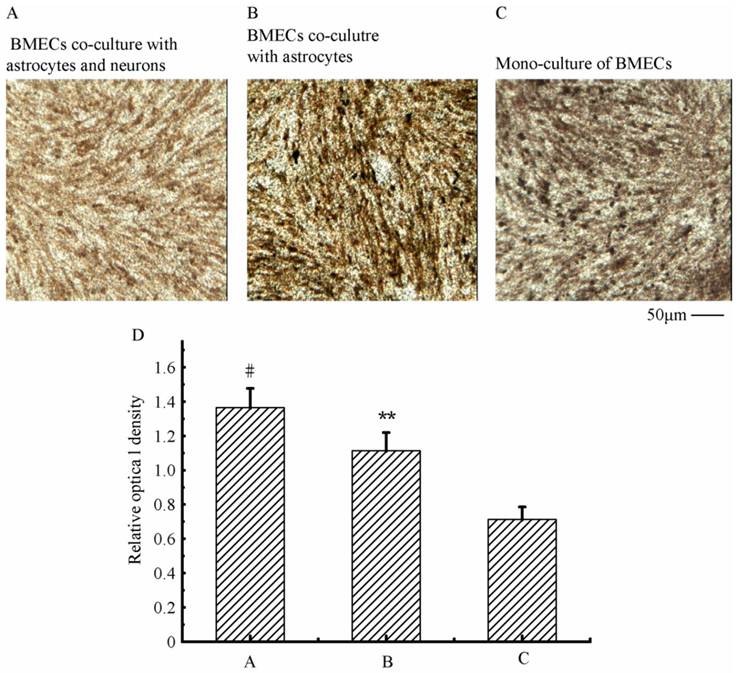 Int J Biol Sci Image