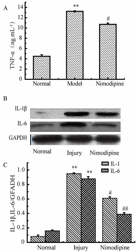 Int J Biol Sci Image