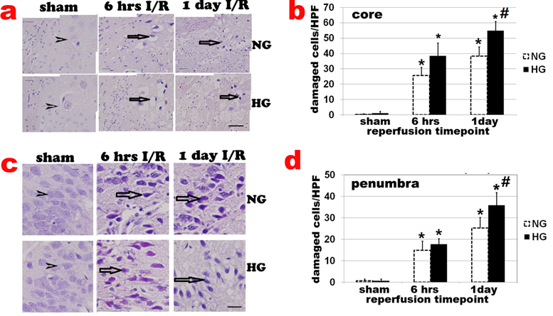 Int J Biol Sci Image