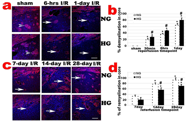 Int J Biol Sci Image