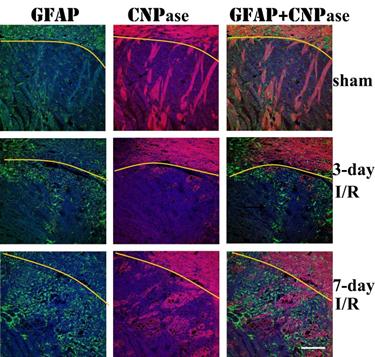 Int J Biol Sci Image