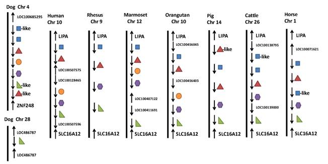 Int J Biol Sci Image