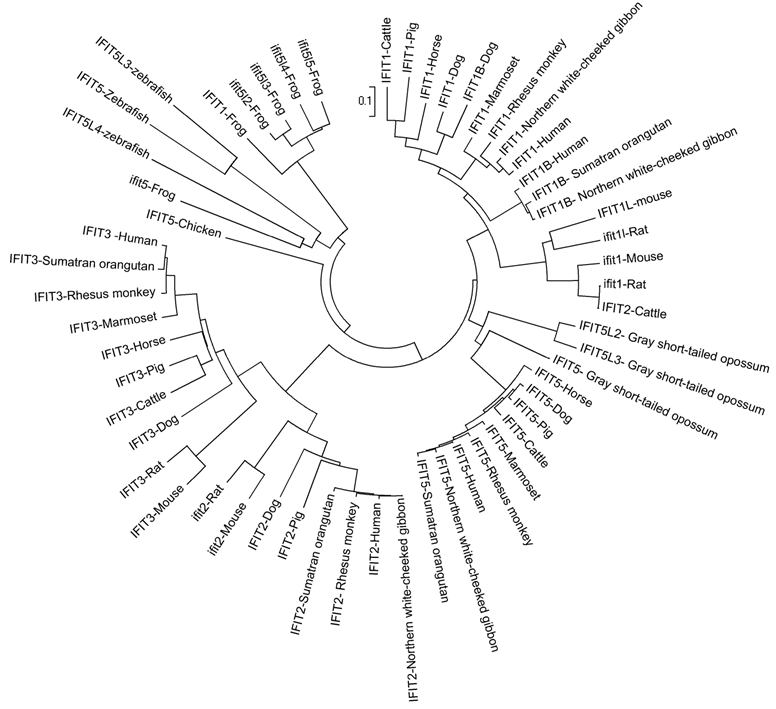 Int J Biol Sci Image