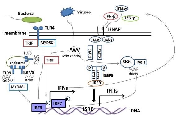 Interferon Induced IFIT Family Genes in Host Antiviral Defense