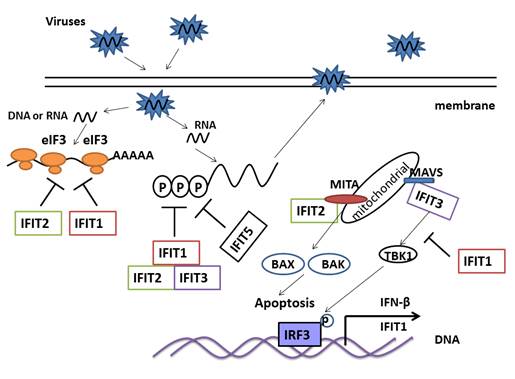 Int J Biol Sci Image