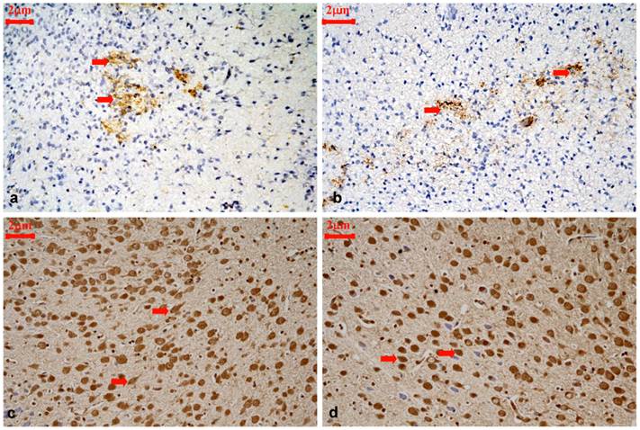 Int J Biol Sci Image