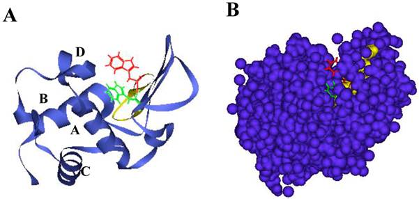 Int J Biol Sci Image