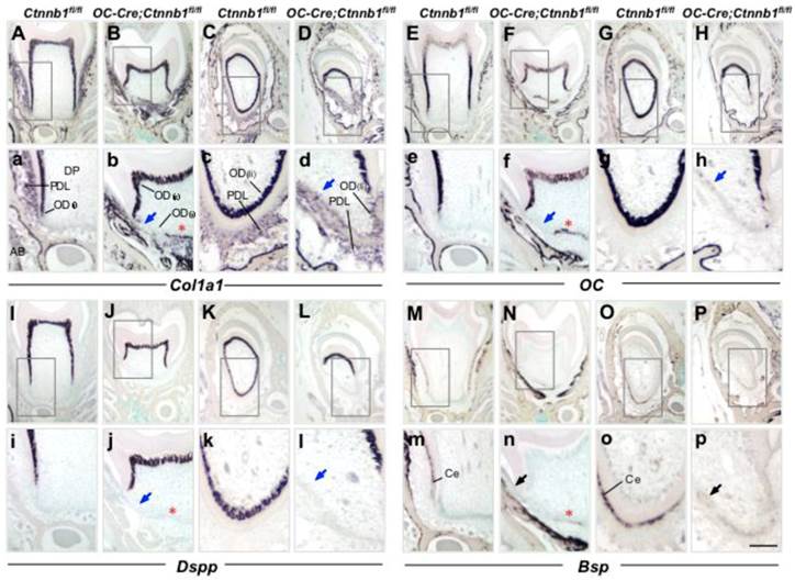 Int J Biol Sci Image