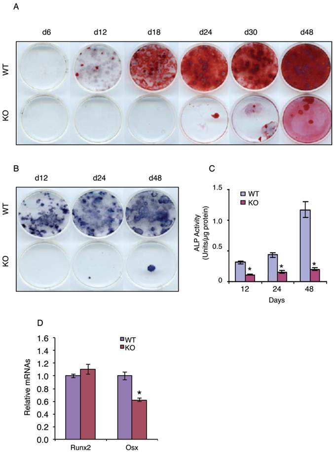 Int J Biol Sci Image