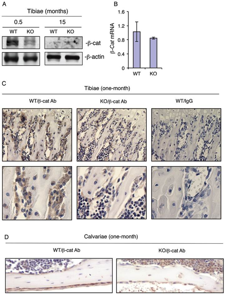 Int J Biol Sci Image