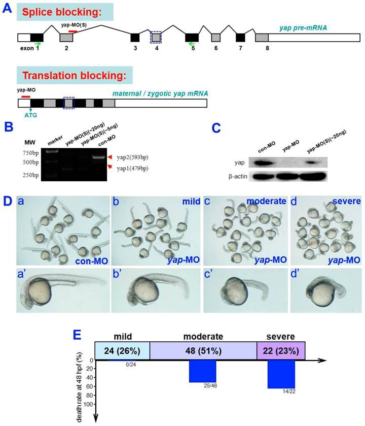 Int J Biol Sci Image