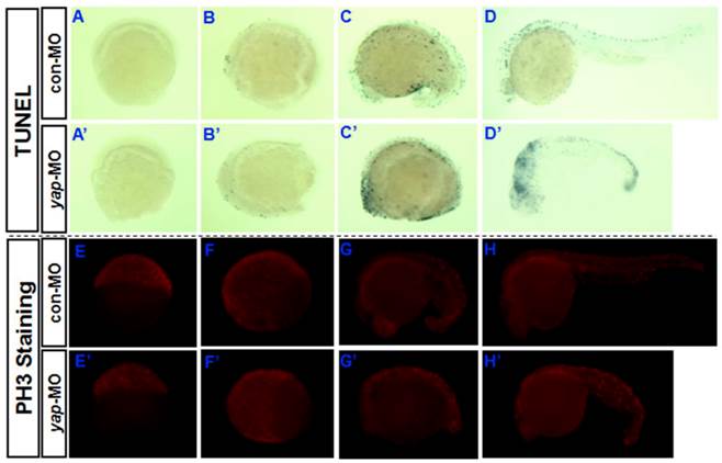 Int J Biol Sci Image