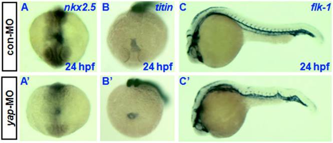 Int J Biol Sci Image