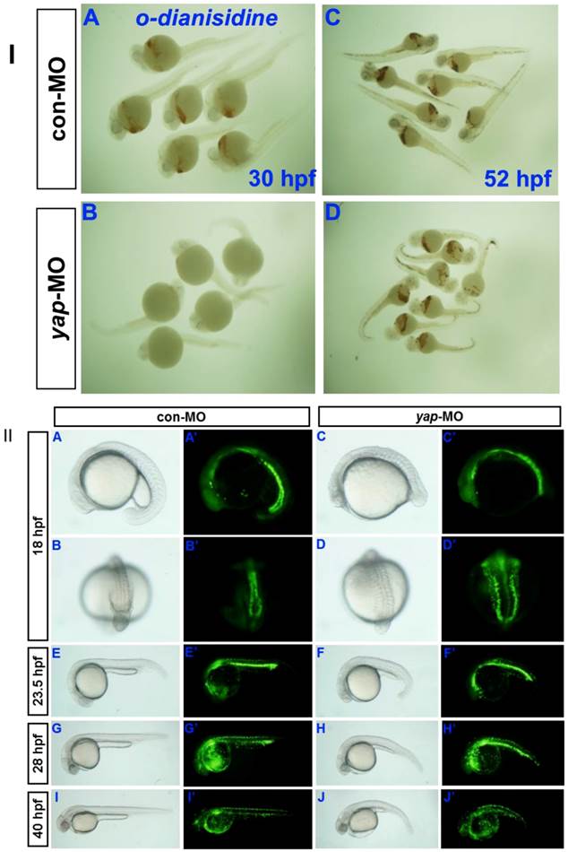 Int J Biol Sci Image