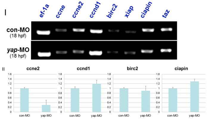 Int J Biol Sci Image