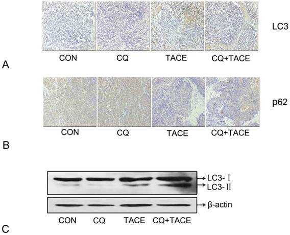 Int J Biol Sci Image
