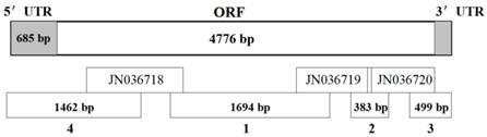 Int J Biol Sci Image